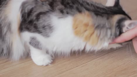 lindo gato negro naranja blanco jugando con el dueño, siguiendo el dedo, primer plano, estático
