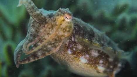 a colourful cuttlefish moving its tentacles about below the water