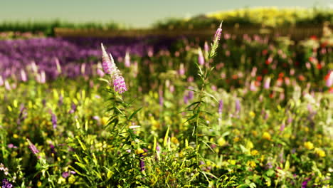 hermosas flores silvestres en un campo