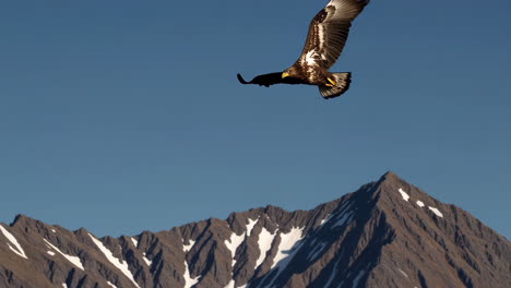 black eagle soaring over snowy mountains