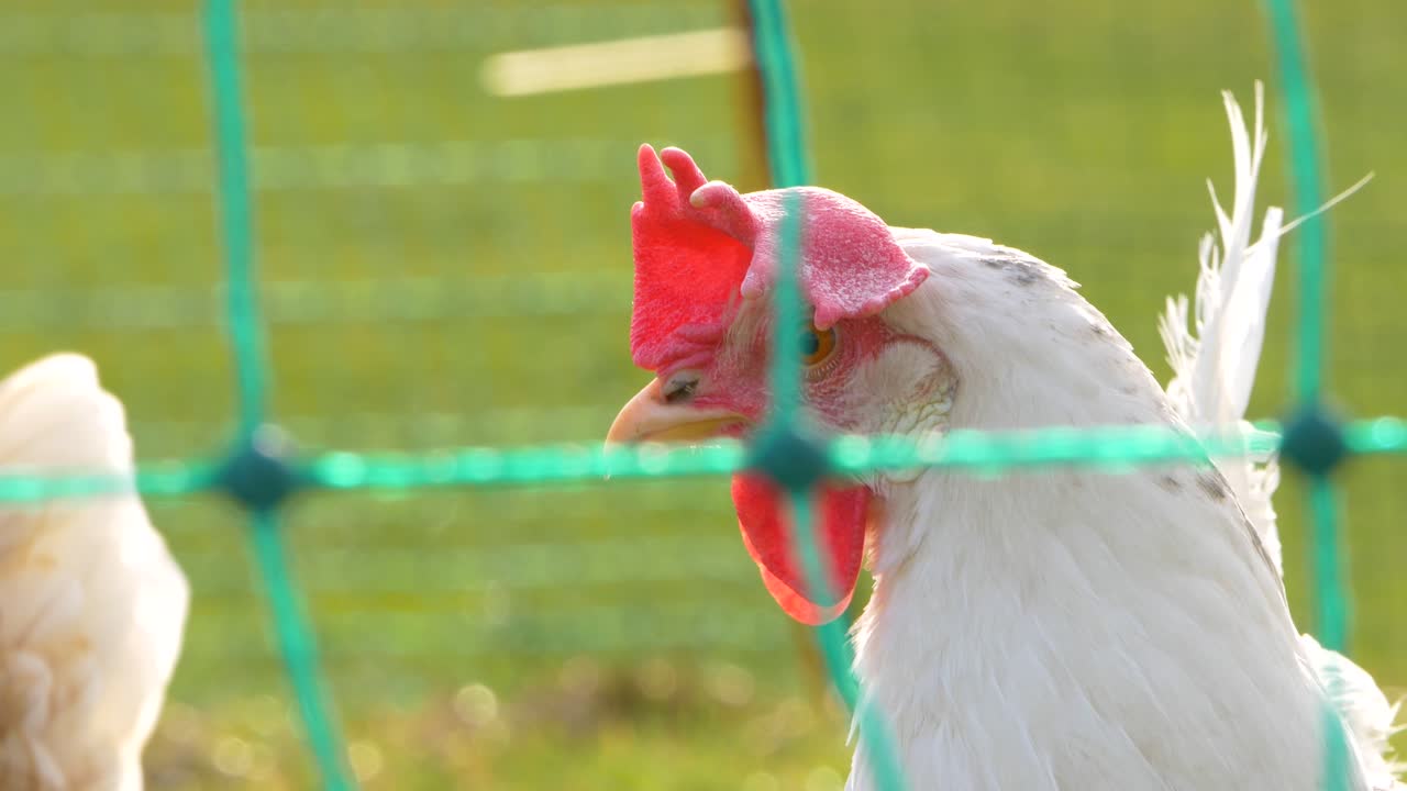 un gallo detrás de una valla moviendo la cabeza