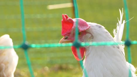 Ein-Hahn-Hinter-Einem-Zaun,-Der-Seinen-Kopf-Bewegt