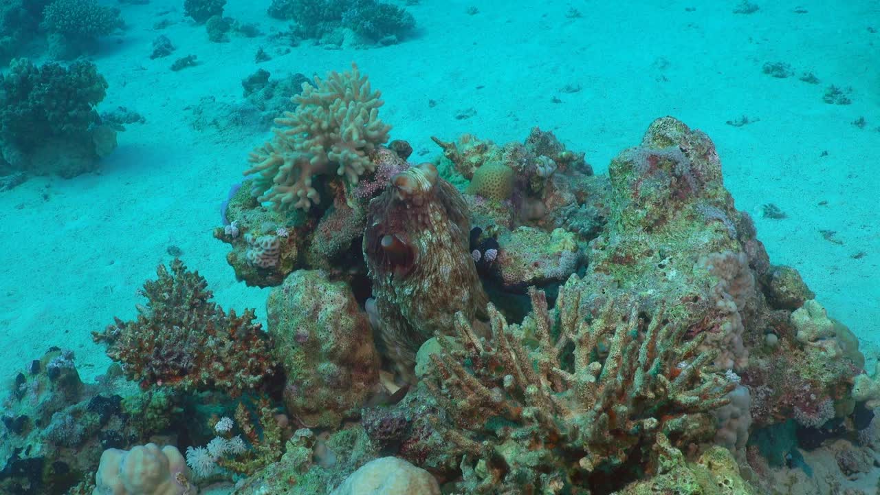 pulpo en un afloramiento de coral en el mar rojo