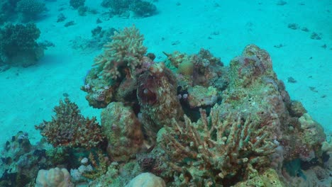 octopus on coral outcrop in the red sea