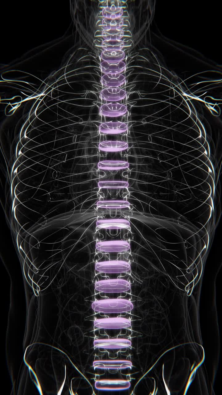 Human Spine Anatomy: Detailed 3D Rendering
