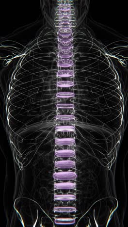 human spine anatomy: detailed 3d rendering