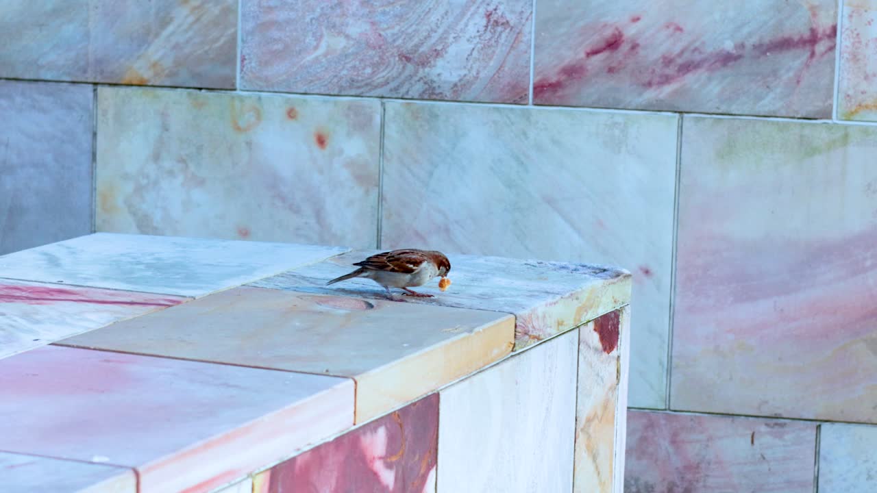 A sparrow perches and moves on a marble ledge, captured in natural daylight with a static camera