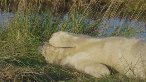 Atlantic-Grey-seal-breeding-season,-newborn-pups-with-white-fur,-mothers-nurturing-and-bonding-in-the-warm-November-evening-sunlight