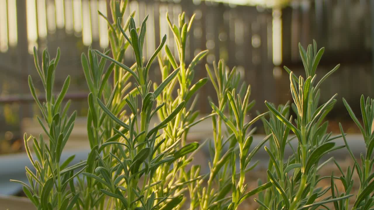 Pan right, A Lavender plant illuminated by the afternoon sunlight