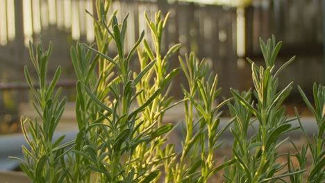 pan right, a lavender plant illuminated by the afternoon sunlight