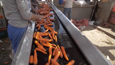 una línea de zanahorias recién cosechadas cuelga en una línea de lavado, mostrando su vibrante color naranja y cimas verdes