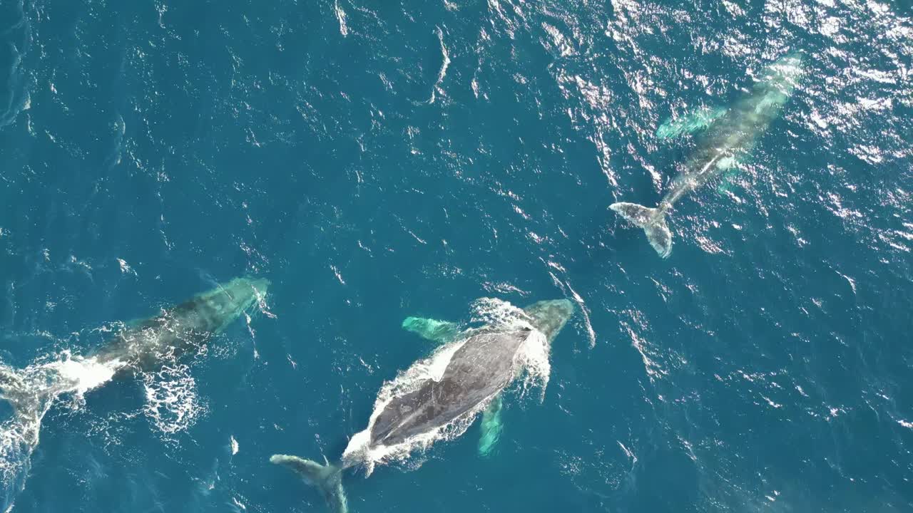 Scenic View Of Humpback Whales Swimming at the Ocean- top down close up drone shot in the blue water at Sydney, Australia coastline during the whale watching season in winter