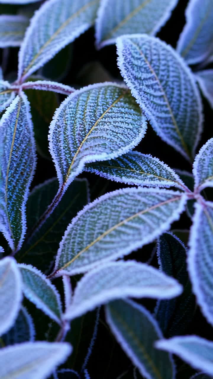 Close-up of Frost-Covered Leaves