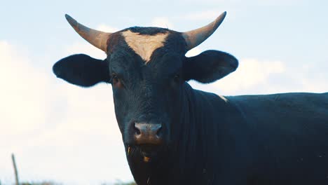 black cow with horns looking at camera with blue sky background, slowmo close up