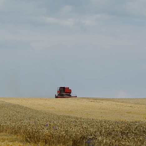 wheat harvest. combine harvester working on the wheat field. food industry concept.