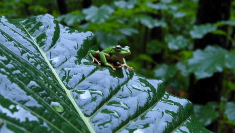green frog on a wet leaf