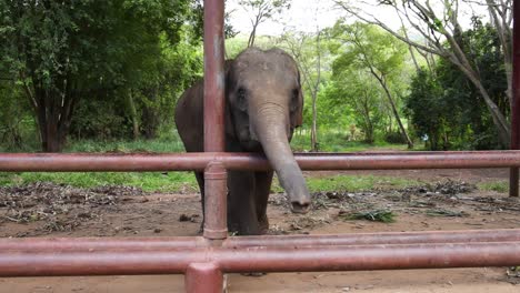 el elefante se mueve hacia y cruza las barras de metal.