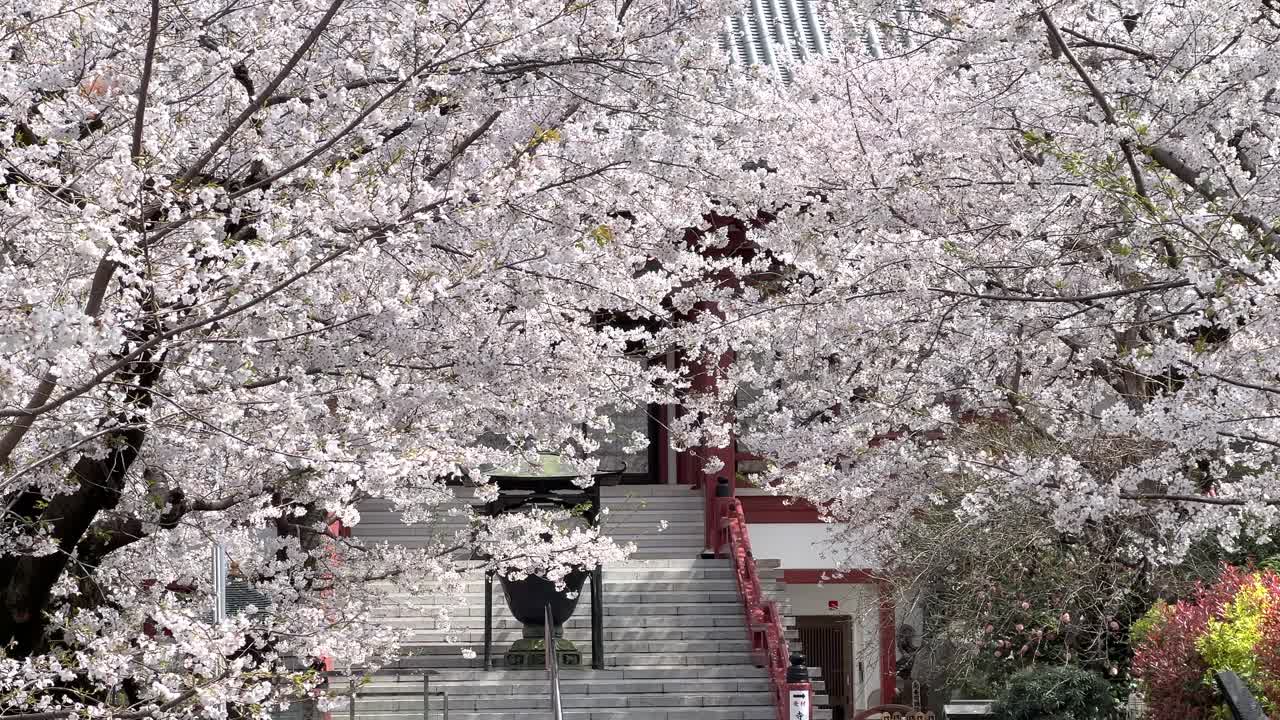 Slow sideways slider over Sakura cherry blossoms at Japanese temple