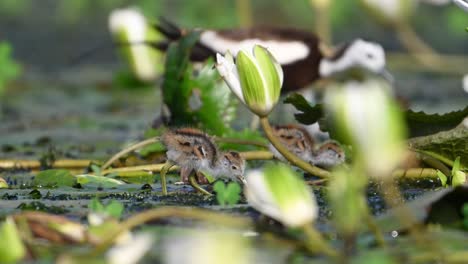 beautiful chicks of jacana feeding in water lily pond in morning