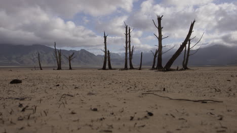 a desolate set of dead trees in the middle of a desert