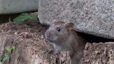 una rata marrón, rattus norvegicus