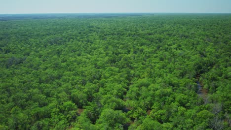 Luftaufnahme-Von-Kilometerlangen-Unberührten-Dichten-Wäldern-Und-Sumpfgebieten-In-Florida