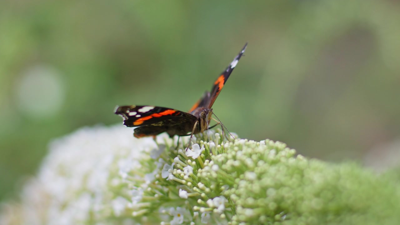 Admiral sommerfugl bruger sugesnabel til at samle nektar fra blomster, makrovisning.