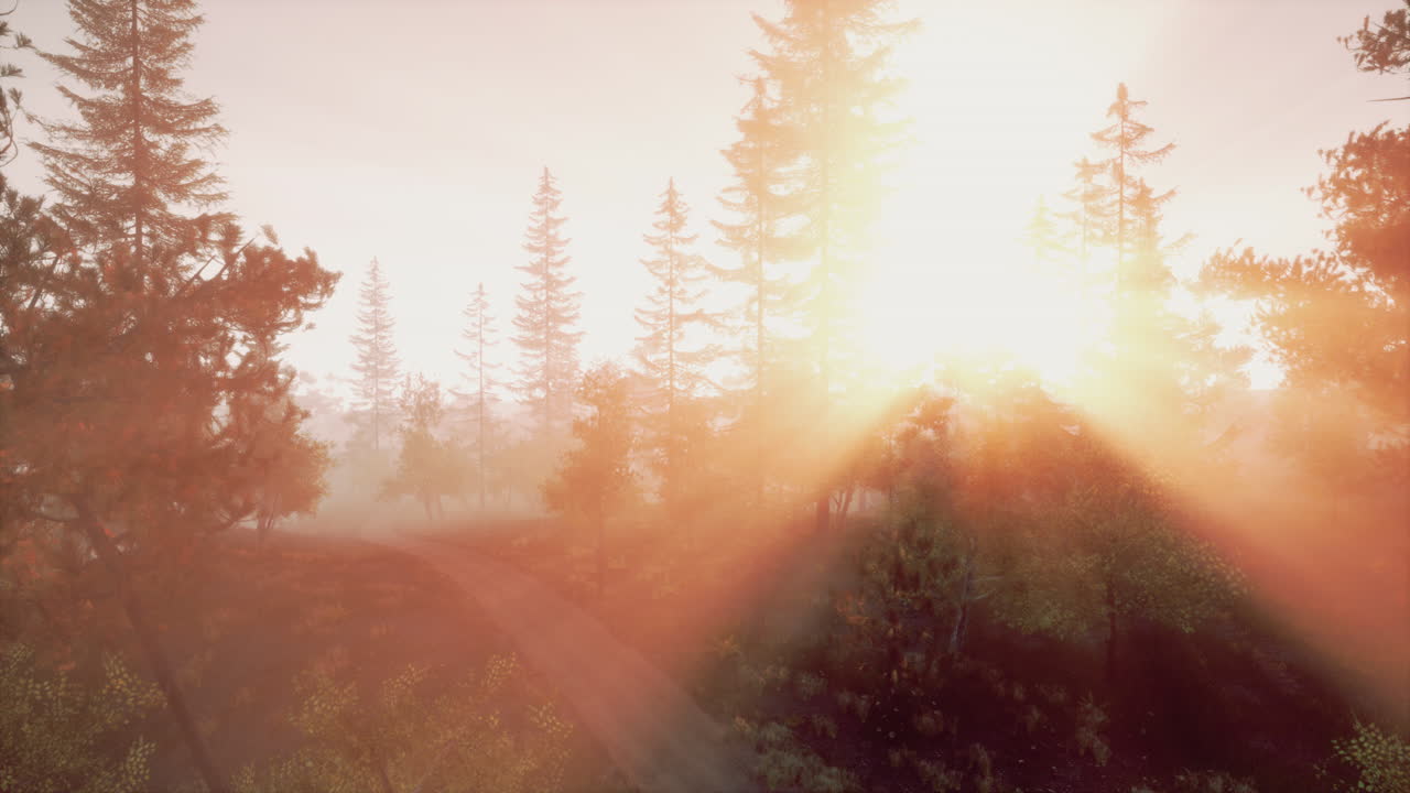 amanecer en un bosque brumoso