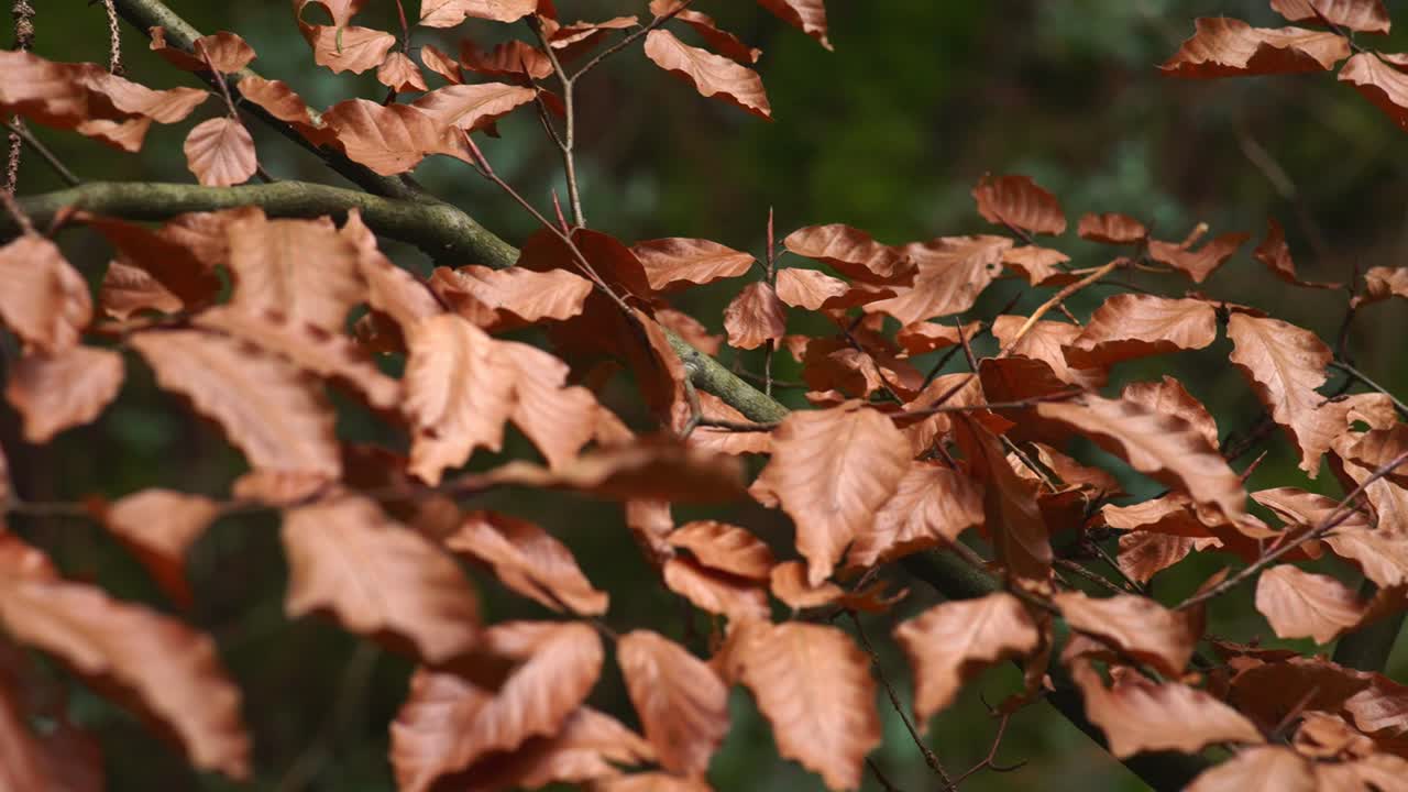 Foglie marroni ondeggiano dolcemente sui rami in una foresta illuminata dal sole. Ideale per documentari sulla natura, video rilassanti o transizioni stagionali