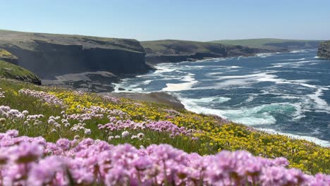 Niedriger-Bodenschuss-Von-Klippen-Und-Meereswellen-Durch-Ein-Feld-Wilder-Blumen