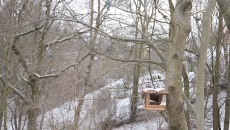 many birds fly around winter feeder