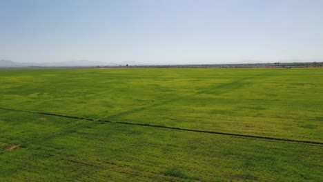 aerial view of the successful growth of wheat plants at sharjah's wheat farms in the united arab emirates