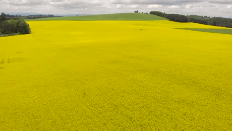 huge canola yellow flower field