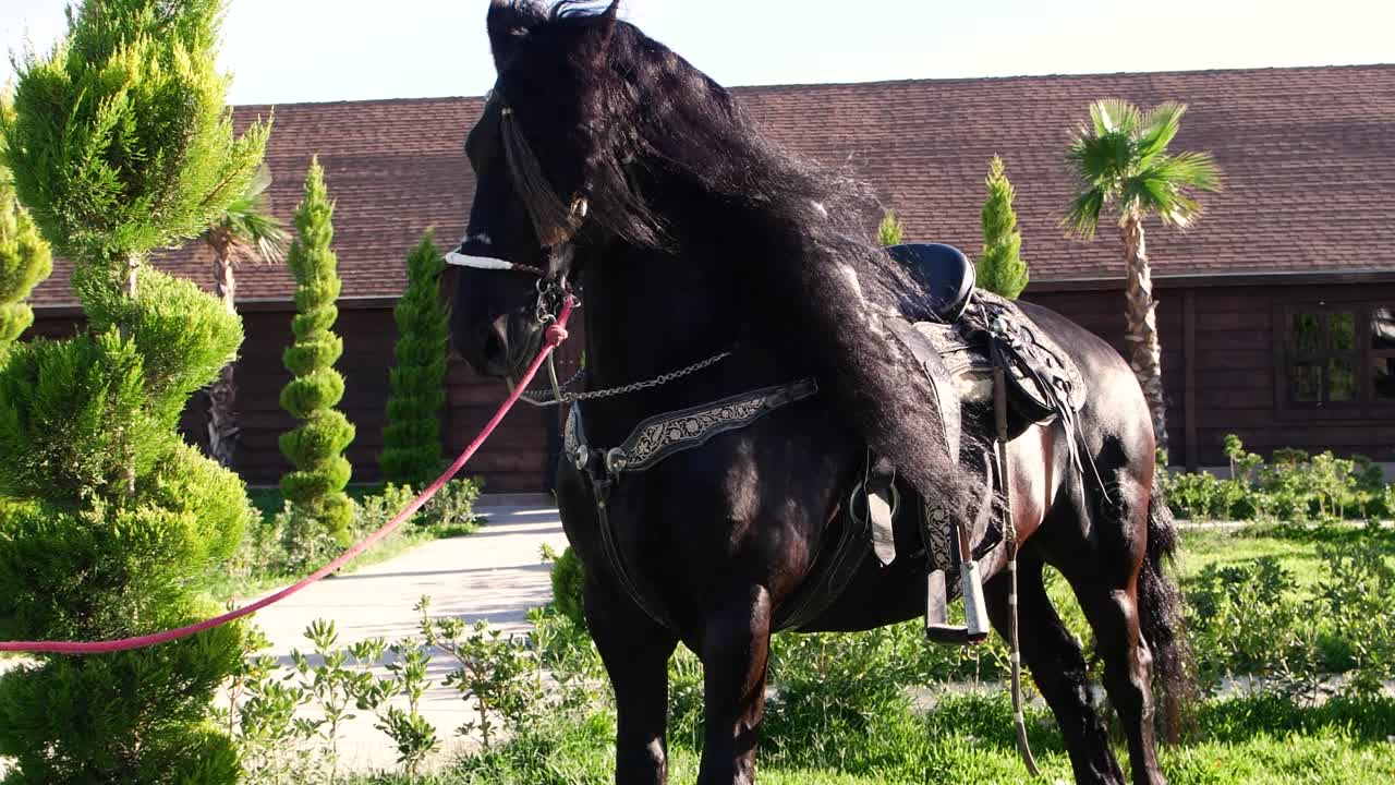 hermoso caballo de bahía oscura en un campo de campo verde posando frente a una granja rica de lujo