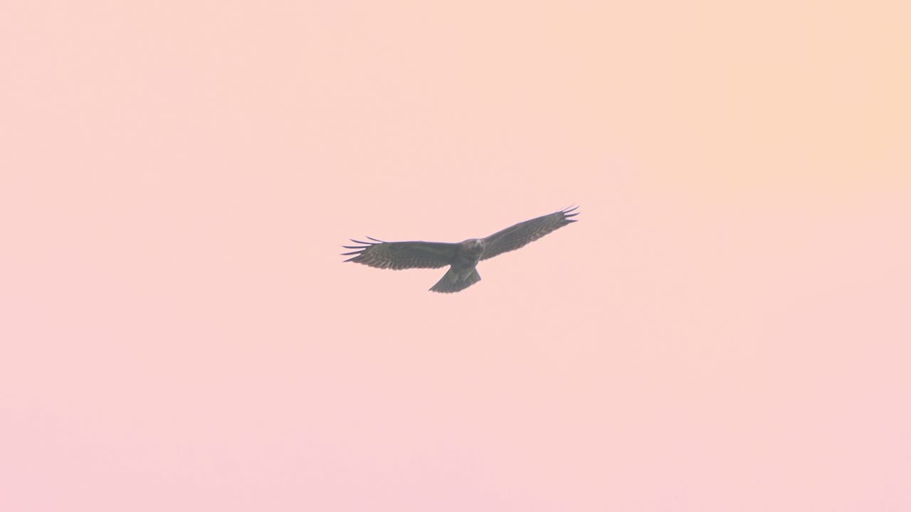 eagle flying and hovering in space slow motion video