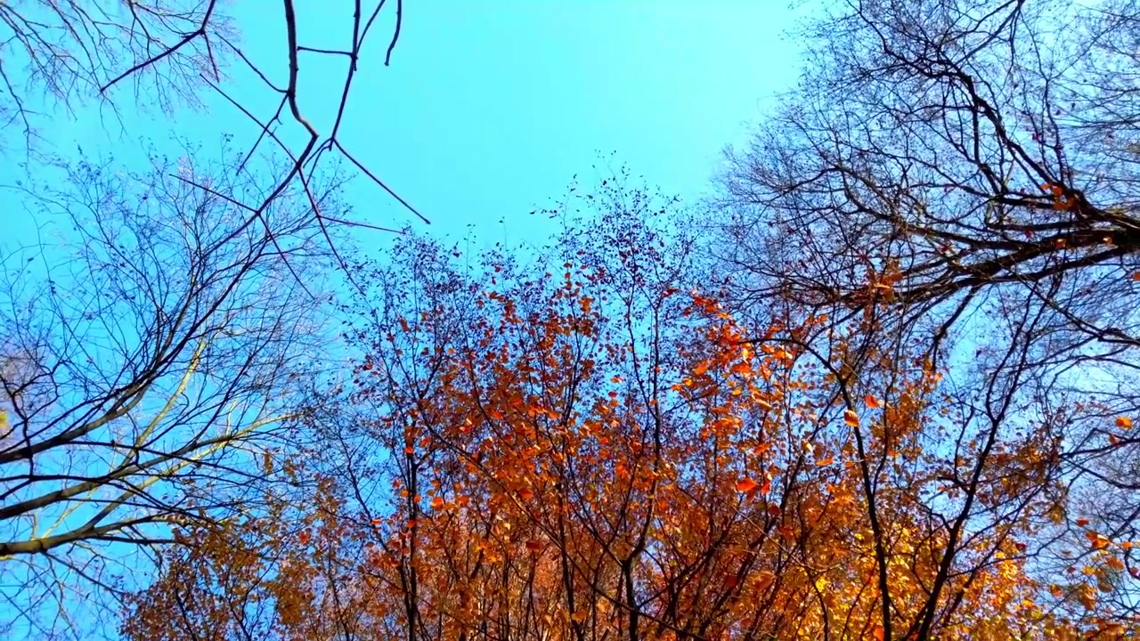 Herbstbäume vor dem Himmel