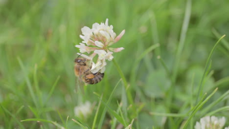 a worker bee collecting food