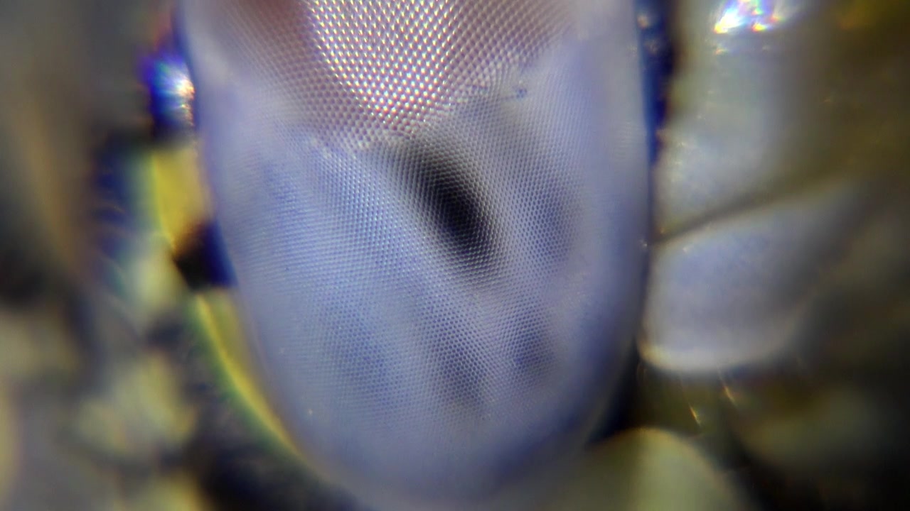 Extreme Close-up of a Dragonfly Compound Eye