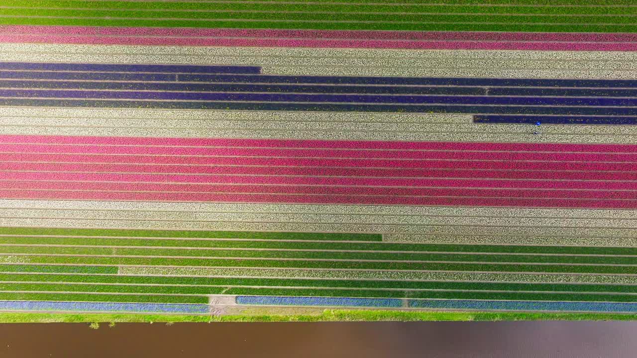 la sombra de la nube se oscurece a través de los campos de flores de color rosa blanco púrpura azul, aérea de arriba hacia abajo