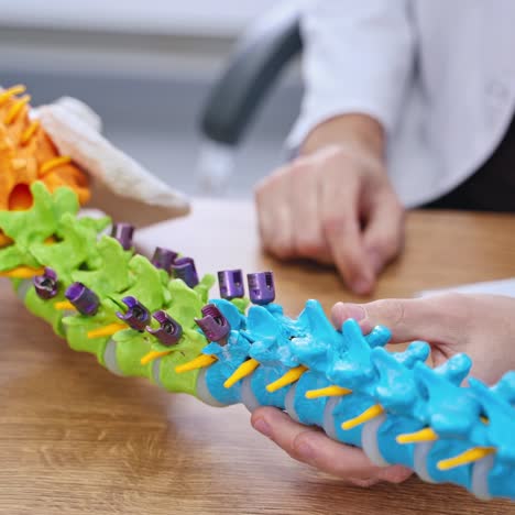 Doctor show polyaxial screw on the spine model. Spine fixation systems. Spinal surgery