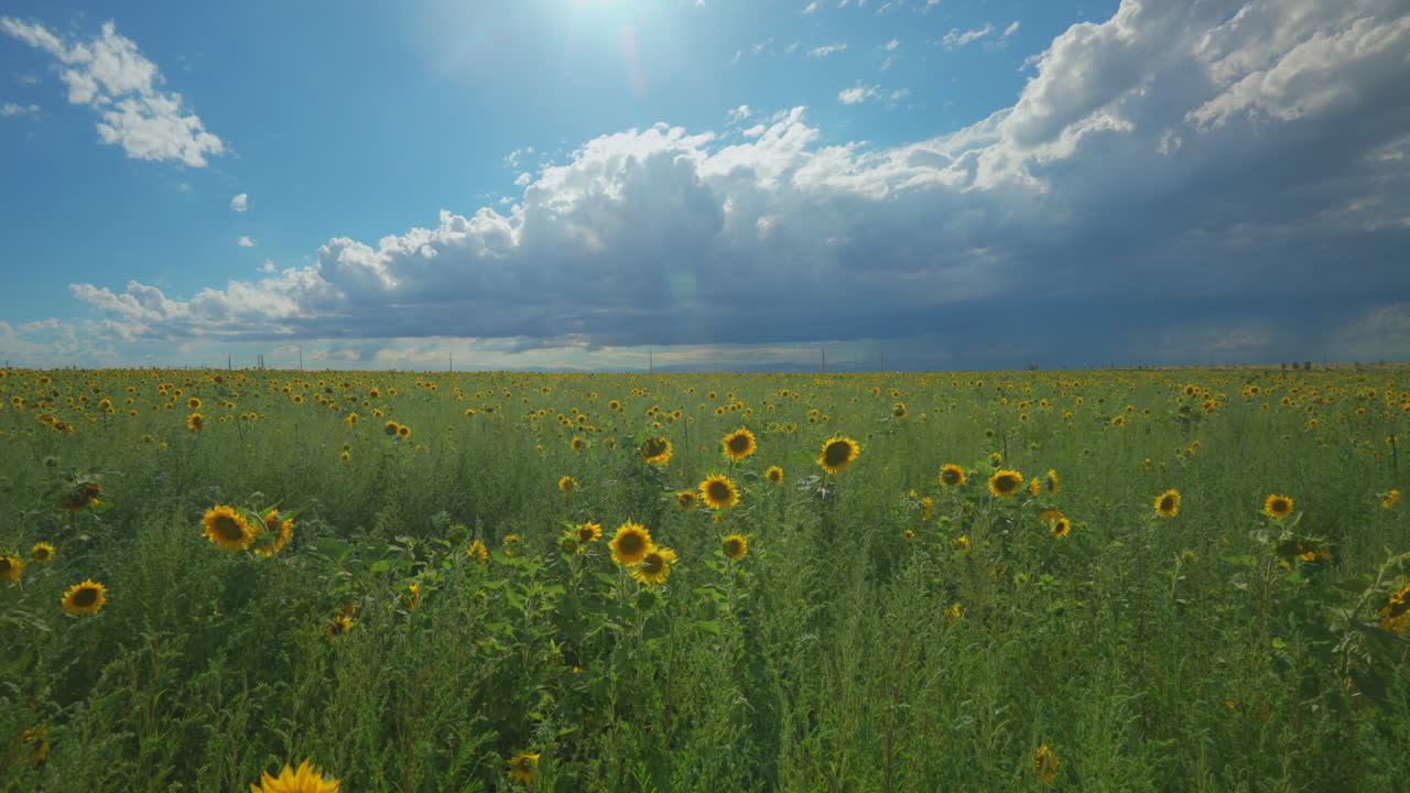 Cinematic aerial gimbal stabilized slow motion Denver Colorado summer sun rain clouds afternoon amazing stunning farmers sunflower field for miles front range Rocky Mountain landscape backward motion