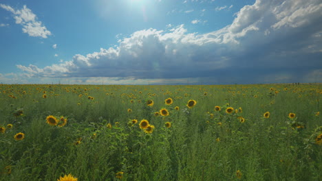 Filmische,-Kardanisch-Stabilisierte-Zeitlupe-Aus-Der-Luft,-Denver,-Colorado,-Sommersonne,-Regenwolken,-Nachmittag,-Erstaunliche,-Atemberaubende-Bauern,-Sonnenblumenfeld,-Kilometerweit,-Vorderer-Bereich,-Felsige-Berglandschaft,-Rückwärtsbewegung