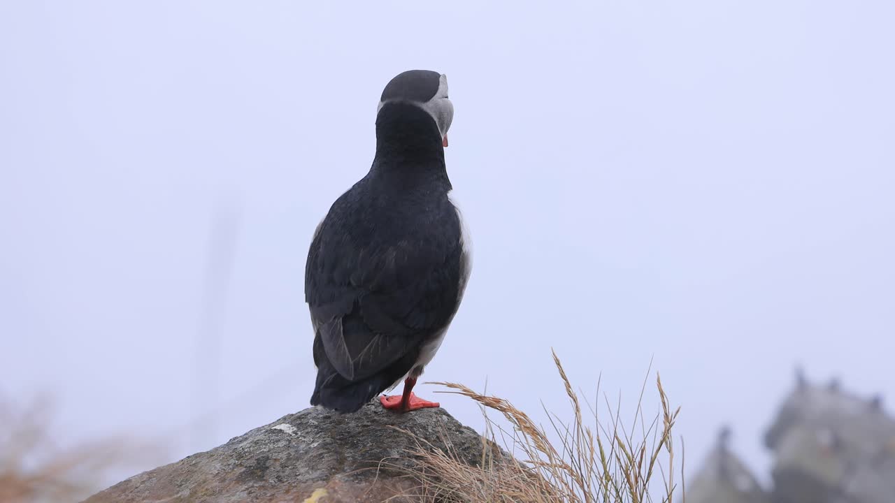 papagaio en una roca
