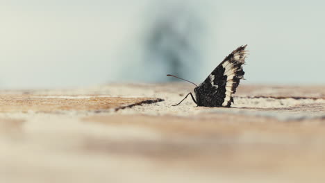 Mariposa-Descansando-En-Una-Terraza-En-Un-Caluroso-Día-De-Verano