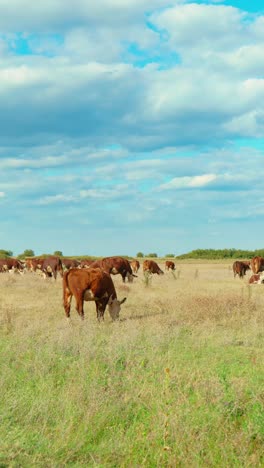 a peaceful rural scene with cows grazing in a green meadow under a blue sky