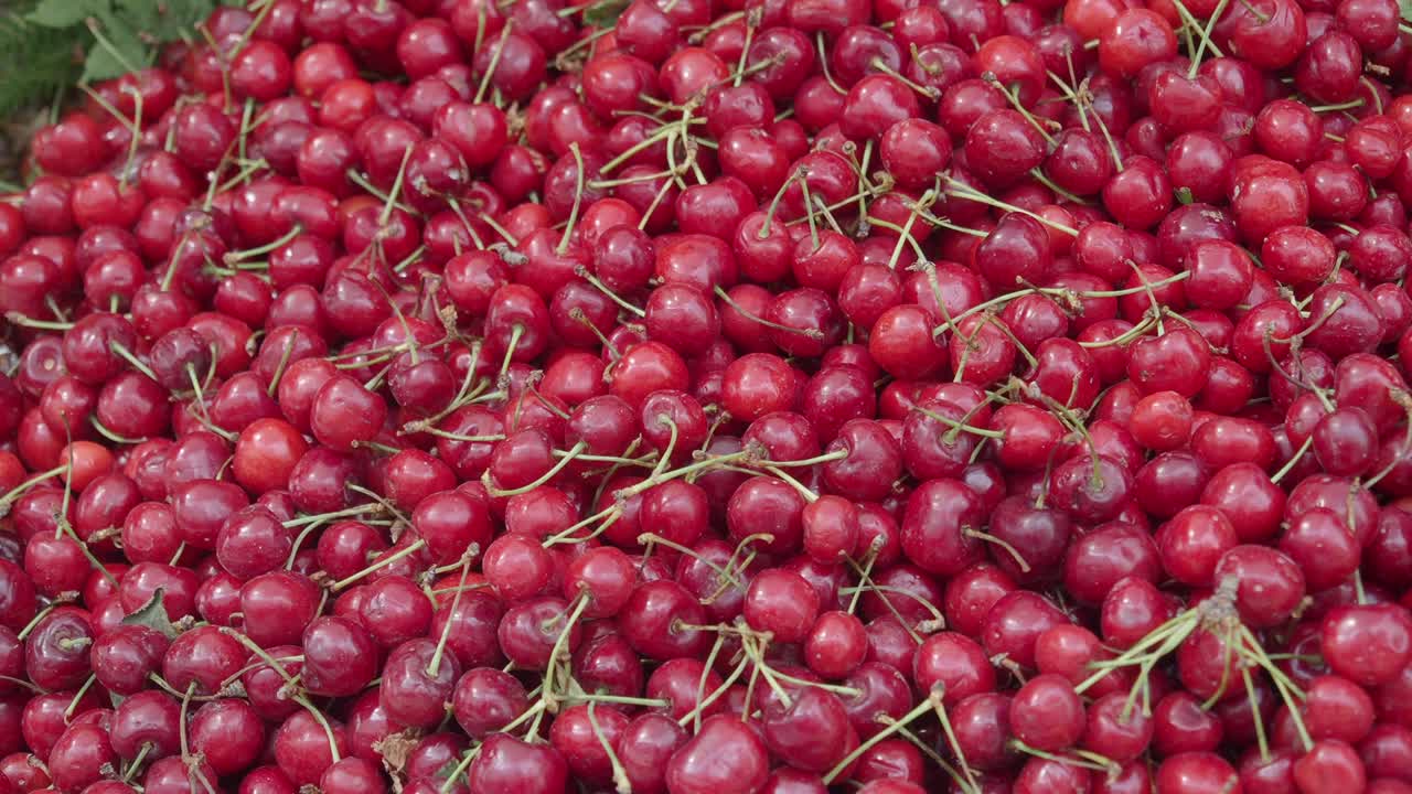 신선한 은 체리의 클로즈업