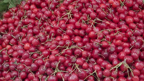 primer plano de cerezas rojas frescas