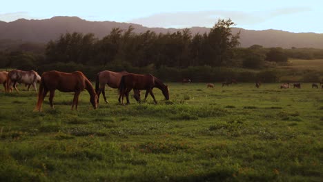 still shot of a group of large horses grazing and feeding on the lush green grass on a ranch in hawaii