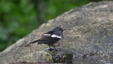 perched on a rock while shaking its feathers to dry just after a bath, oriental magpie-robin copsychus saularis, thailand