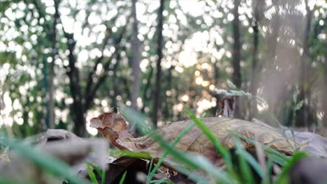 dry-leaves-with-background-blur-and-sunlight